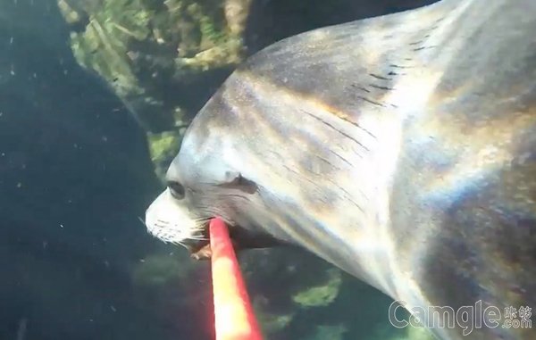 海狮的水下冒险