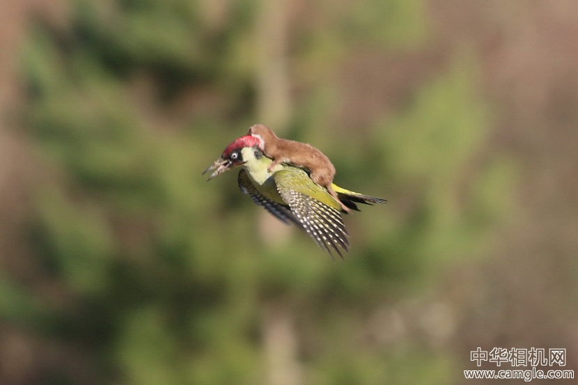 意外拍到啄木鸟背着黄鼠狼飞的奇异照片！