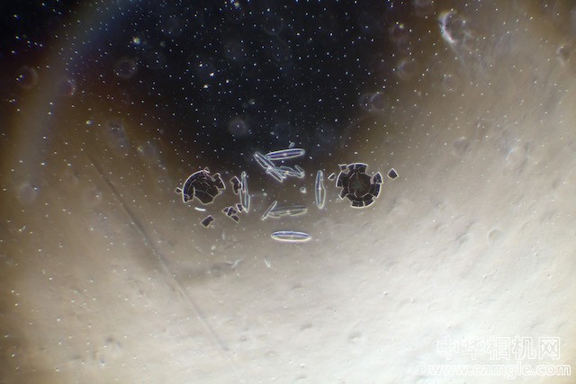 如同来自太空的微观浮游生物照片