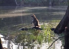 意外拍到浣熊站在鳄鱼背上渡河的照片