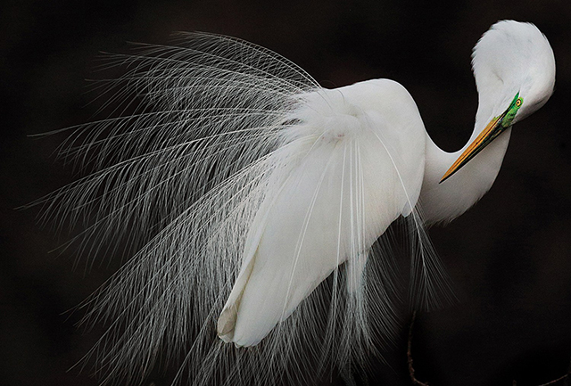 2015美国奥杜邦鸟类协会摄影大赛获奖作品