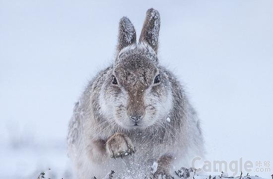 2015野生动物摄影大赛获奖入围作品