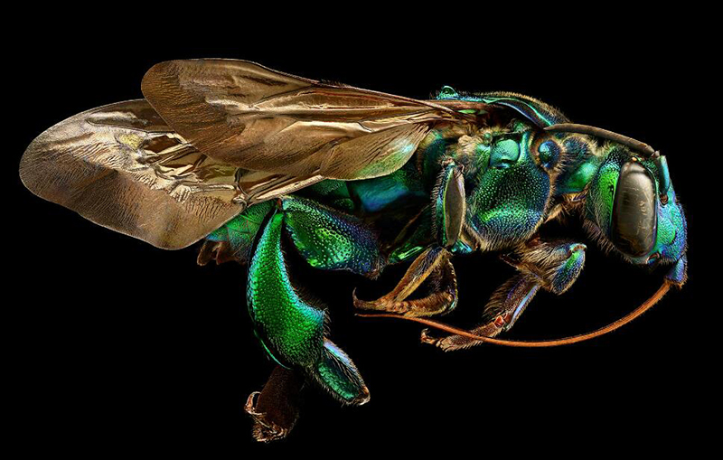 10,000 张照片合成一张 摄影师超精细显微拍摄昆虫标本